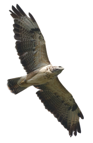 A flying common buzzard from below